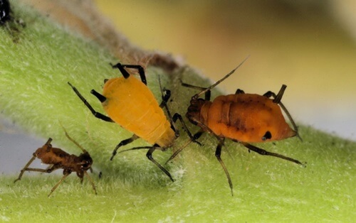 10 loài côn trùng nguy hiểm nhất thế giới là những loài nào?