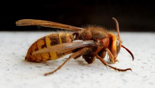 10 loài côn trùng nguy hiểm nhất thế giới là những loài nào?-1