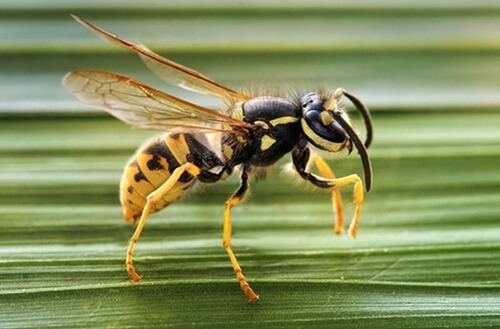 10 loài côn trùng nguy hiểm nhất thế giới là những loài nào?-4