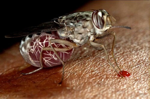 10 loài côn trùng nguy hiểm nhất thế giới là những loài nào?-7